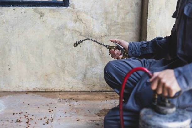 Best Local Pest Control Services  in Sangaree, SC